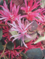 Preview: Riemenblüte Pipas Red1